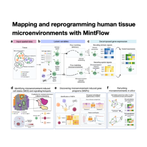 127-MintFlow: AI rewrite Spatial Analysis