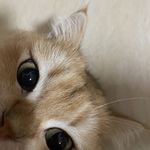 的猫儿6t