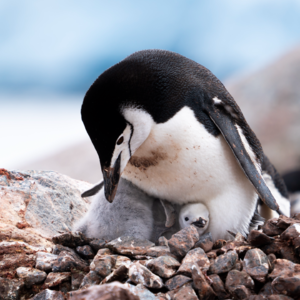 Vol.11｜在南极，看着座头鲸，喝一杯威士忌｜南极洲