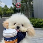小柒嗷