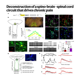 816-Spino-Brain-Spinal Cord Loop of Chronic Mechanical Pain