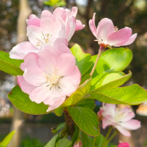 南北话春：你和我过春天的方式差多少？｜EP3