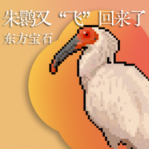 Vol.12 “鹮鹮，你去哪了？饿么，累么，快和我说说”