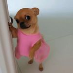 我想要一百只猫