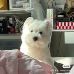 威士忌豆浆