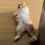 栗栗是笨猫