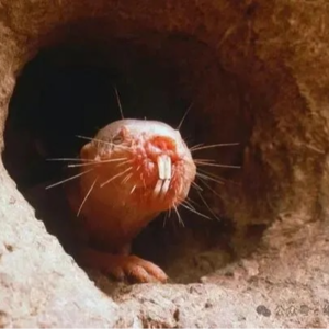 延寿30%!同济团队发现裸鼹鼠长寿绝技,高效修复DNA,人类能否抄作业