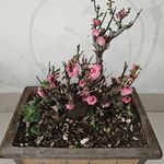 xvjunchui幸福