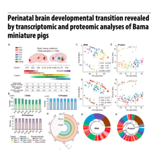 839-Perinatal Pig Brain Multi-Omics