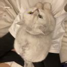 别看我只是一只猫