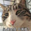 肥胖的大猫猫