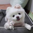 yy_lGGL