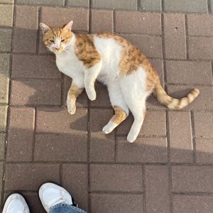倒地橘猫