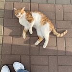 倒地橘猫