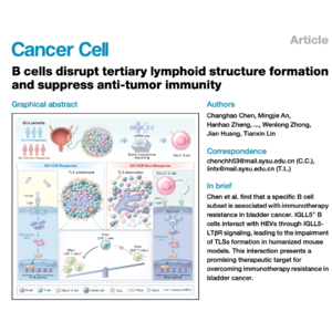 414-IGLL5+ B Cells Disrupt TLS Homeostasis and Response