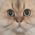 猫师傅阿金