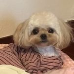 孙公子今天吃什么
