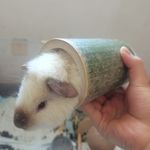 白日做梦进士