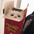 喝茶要趁早
