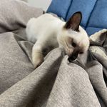 夏日轻柔的晚风