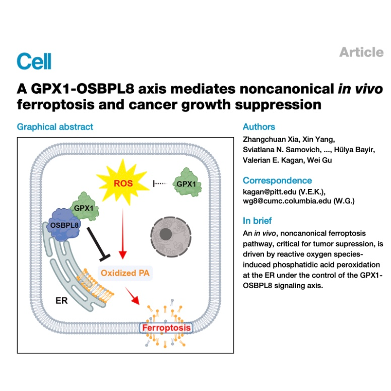 634-The GPX1-OSBPL8 Axis: Pathway for In Vivo Ferroptosis episode artwork