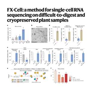 384-FX-Cell: ScRNA Sequencing for Challenging Plant Samples