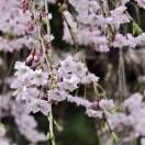 Flora_QVdj