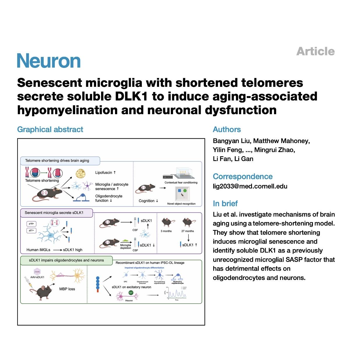 1514-Microglial Senescence and DLK Drive Brain Aging episode artwork