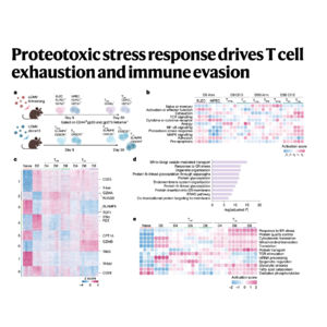 139-T Cell Exhaustion Driven by Proteostasis Stress