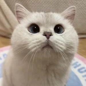 podcaster-avatar