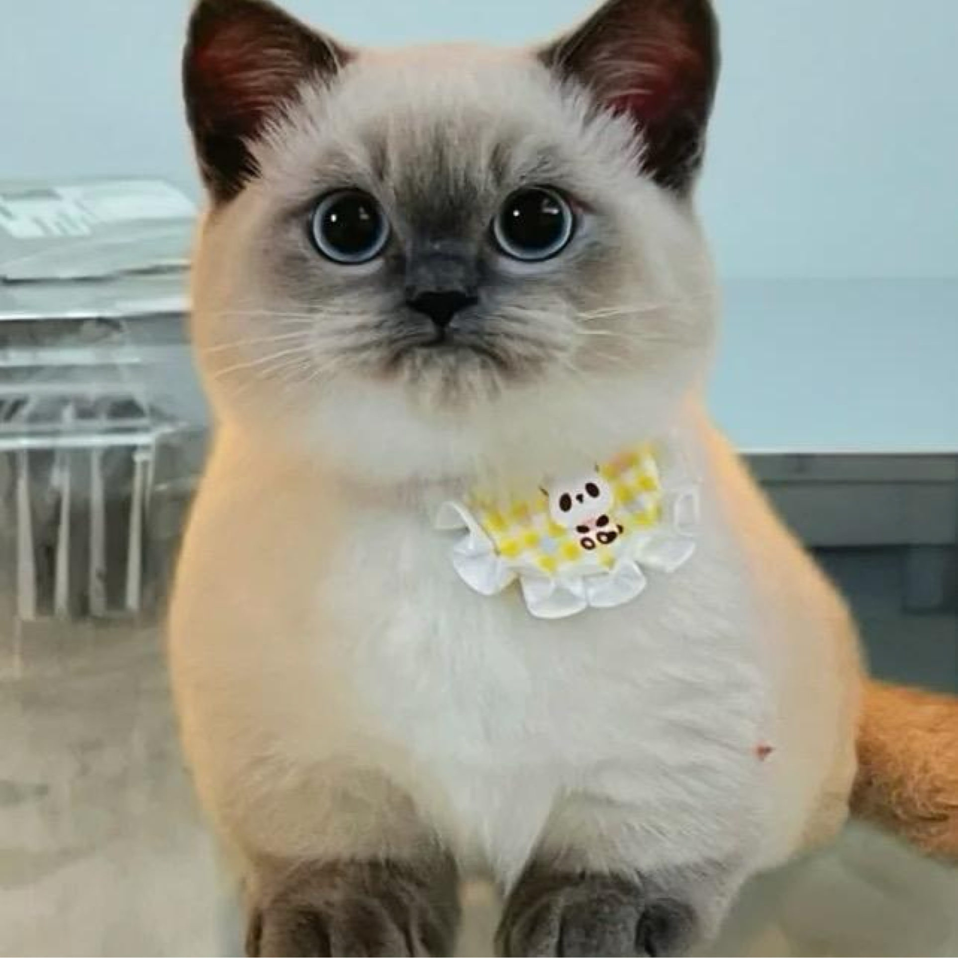 两个无趣的人尝试做播客