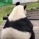 苏木万生