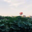 鸽子王啦啦啦