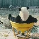 wuhong