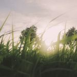 阁桑桑