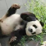 自信的邵总