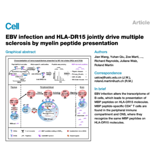 455-EBV and HLA-DR15 Synergism in Sclerosis Pathogenesis