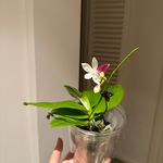 希望开心哦哦哦