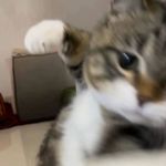 嘻嘻嘻0000