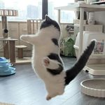 白面小面包