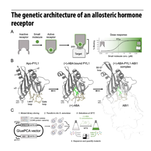 836-Genetic Architecture of an Allosteric Hormone Receptor