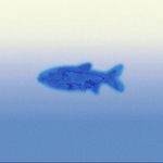 Red-Fish