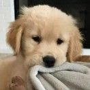 虎儿_cy0o