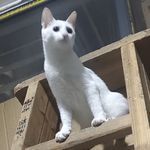 猫猫小卷保护者协会会长