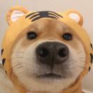 何汪汪