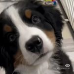 连云港也有伯恩山