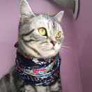 阳光彩虹小白猴