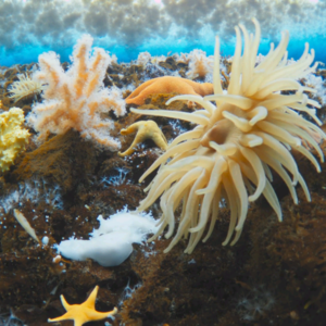 BBC Earth|冰冻海洋下的奇异生物