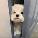 茶未漾