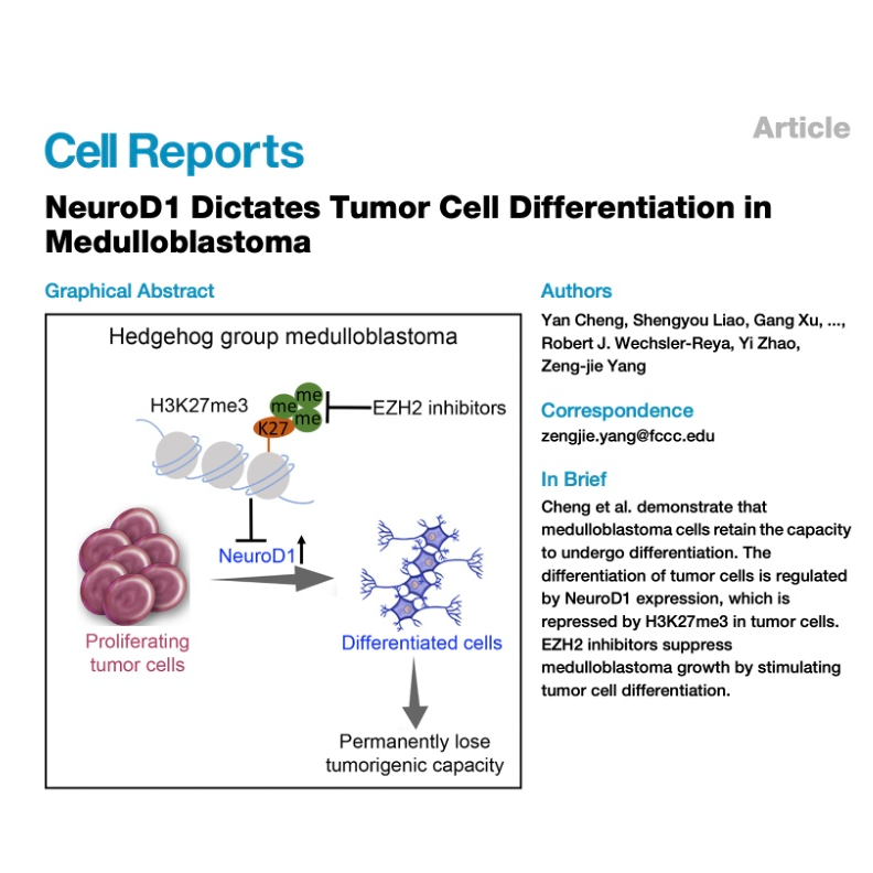 642-Tumor Cell Differentiation in Medulloblastoma episode artwork